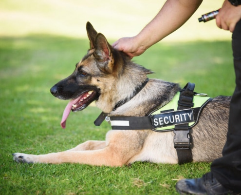 Security Dog and Handler