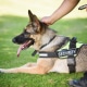 Security Dog and Handler