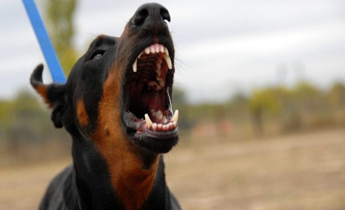 intimidating-dog-breeds-e